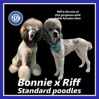 Christmas , a  Poodle - Multi-Colored Standard and Poodle - Standard  for sale in Houston, TX – 1 of 1