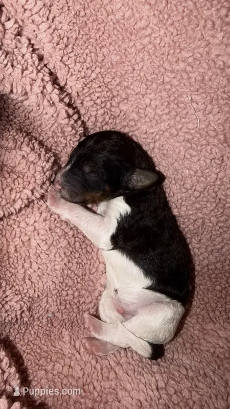 5 – Poodle - Standard  puppy for sale in Houston, TX