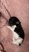 5, a male Poodle - Standard  for sale in Houston, TX – 1 of 1