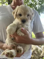 Harper, a male Bichon Frise for sale in Somerset, KY – 3 of 9
