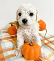 Harper, a male Bichon Frise for sale in Somerset, KY – 9 of 9