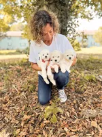 Harper, a male Bichon Frise for sale in Somerset, KY – 4 of 9