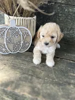 Harper, a male Bichon Frise for sale in Somerset, KY – 7 of 9
