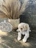 Harry , a male Poodle - Toy  and Bichpoo for sale in Somerset, KY – 5 of 9