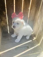 Bonita, a female Poodle - Toy  and Bichpoo for sale in Nashville, TN – 2 of 10