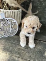 Hulu, a male Bichon Frise for sale in Somerset, KY – 3 of 10
