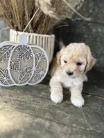 Hulu, a male Bichon Frise for sale in Somerset, KY – 4 of 10