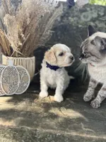 Hulu, a male Bichon Frise for sale in Somerset, KY – 6 of 10