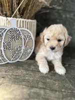 Hulu, a male Bichon Frise for sale in Somerset, KY – 2 of 10