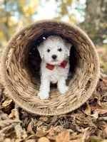 Hulu, a male Bichon Frise for sale in Somerset, KY – 9 of 10