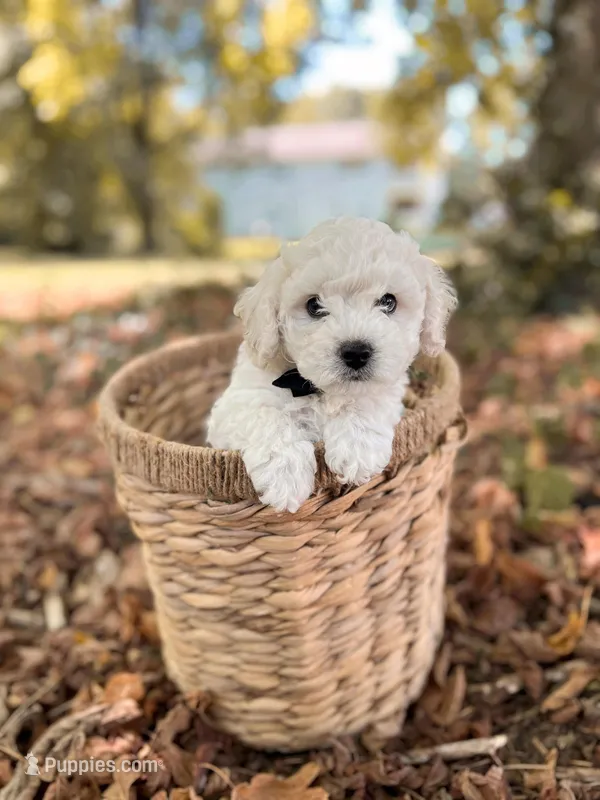 Hulu – Bichon Frise puppy for sale in Somerset, KY