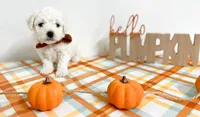 Hulu, a male Bichon Frise for sale in Somerset, KY – 8 of 10
