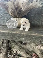Hulu, a male Bichon Frise for sale in Somerset, KY – 5 of 10