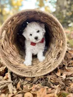 Hulu, a male Bichon Frise for sale in Somerset, KY – 10 of 10