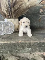 Hulu, a male Bichon Frise for sale in Somerset, KY – 7 of 10