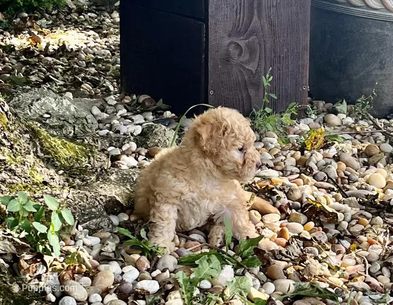 Jenny – Poodle - Toy  puppy for sale in Somerset, KY
