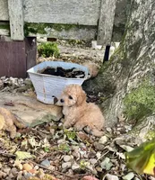 Jenny, a female Poodle - Toy  for sale in Somerset, KY – 5 of 5
