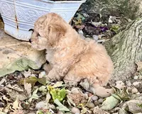 Jenny, a female Poodle - Toy  for sale in Somerset, KY – 4 of 5