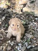 Jenny, a female Poodle - Toy  for sale in Somerset, KY – 3 of 5
