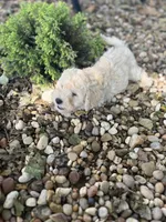 Penny, a female Poodle - Toy  for sale in Somerset, KY – 4 of 5