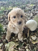 Penny, a female Poodle - Toy  for sale in Somerset, KY – 5 of 5