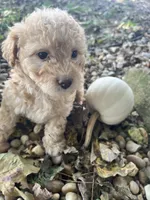 Penny, a female Poodle - Toy  for sale in Somerset, KY – 2 of 5