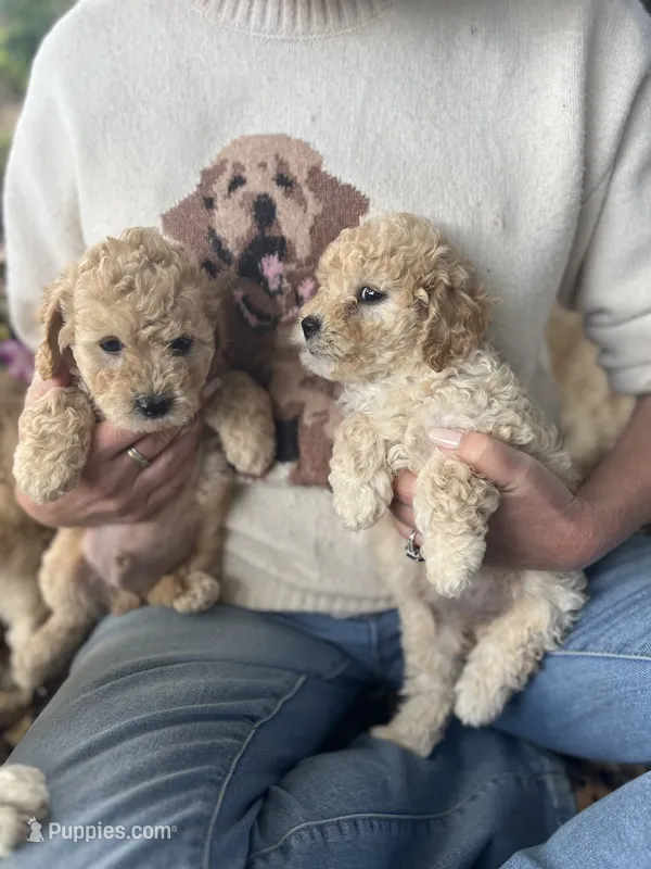 Penny – Poodle - Toy  puppy for sale in Somerset, KY