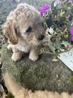 Penny, a female Poodle - Toy  for sale in Somerset, KY – 3 of 5