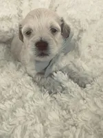 Harry , a male Poodle - Toy  and Bichpoo for sale in Somerset, KY – 7 of 9