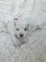 Bonita, a female Poodle - Toy  and Bichpoo for sale in Somerset, KY – 5 of 9