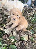 Henry, a male Poodle - Toy  for sale in Somerset, KY – 3 of 6