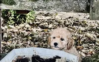 Henry, a male Poodle - Toy  for sale in Somerset, KY – 2 of 6
