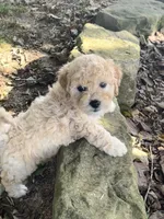 Henry, a male Poodle - Toy  for sale in Somerset, KY – 4 of 6