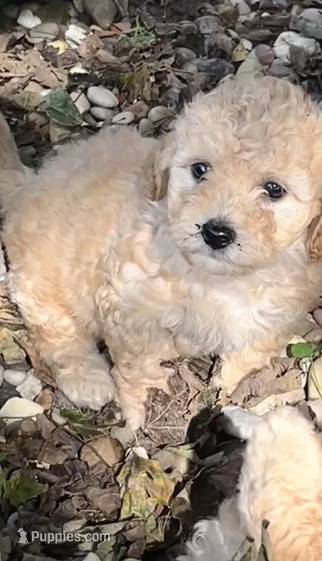 Henry – Poodle - Toy  puppy for sale in Somerset, KY