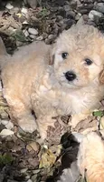 Henry, a male Poodle - Toy  for sale in Somerset, KY – 1 of 6