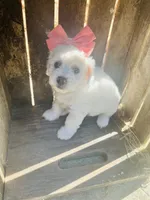 Bonita, a female Poodle - Toy  and Bichpoo for sale in Nashville, TN – 3 of 10