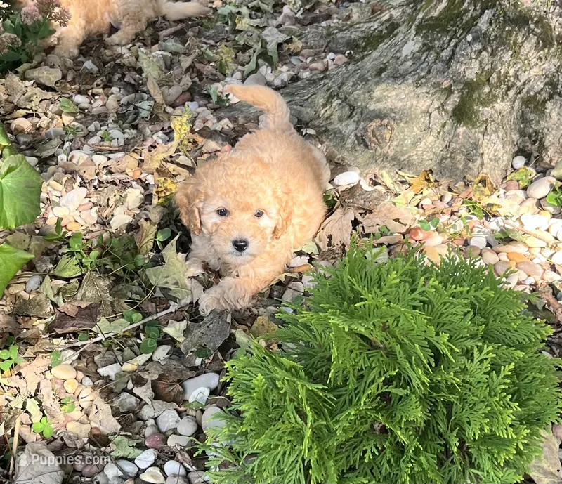 Jaycee – Poodle - Toy  puppy for sale in Somerset, KY