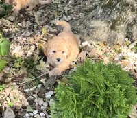 Jaycee, a female Poodle - Toy  for sale in Somerset, KY – 1 of 8