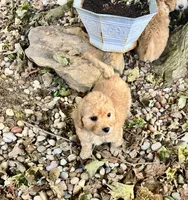 Jaycee, a female Poodle - Toy  for sale in Somerset, KY – 5 of 8