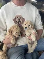 Jaycee, a female Poodle - Toy  for sale in Somerset, KY – 4 of 8