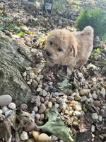 Jaycee, a female Poodle - Toy  for sale in Somerset, KY – 8 of 8