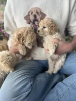 Harvey, a male Poodle - Toy  for sale in Somerset, KY – 2 of 5