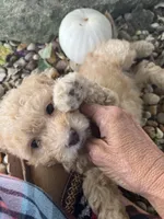 Harvey, a male Poodle - Toy  for sale in Somerset, KY – 4 of 5