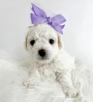 Bonita, a female Poodle - Toy  and Bichpoo for sale in Somerset, KY – 4 of 9