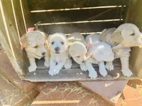 Bonita, a female Poodle - Toy  and Bichpoo for sale in Somerset, KY – 6 of 9