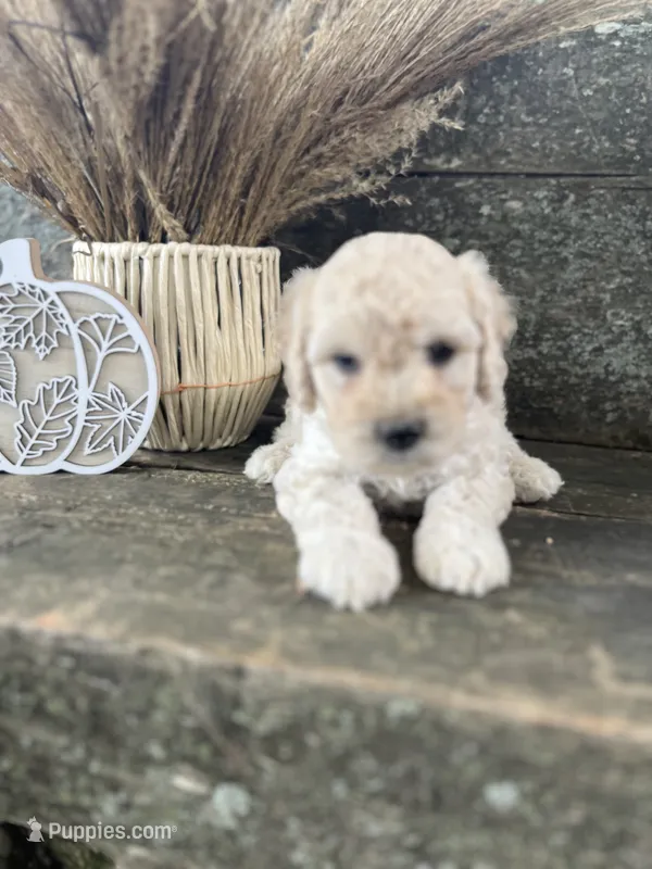 Happy – Bichon Frise puppy for sale in Somerset, KY