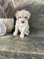 Happy, a male Bichon Frise for sale in Somerset, KY – 6 of 8