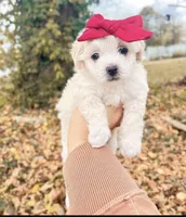 Bonita, a female Poodle - Toy  and Bichpoo for sale in Somerset, KY – 3 of 9
