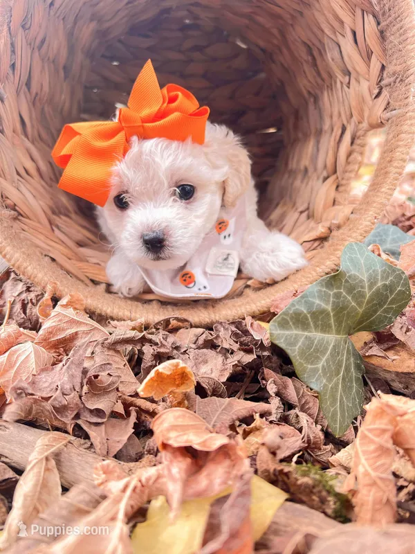 Bonita – Poodle - Toy , Bichpoo puppy for sale in Somerset, KY