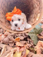 Bonita, a female Poodle - Toy  and Bichpoo for sale in Somerset, KY – 1 of 9